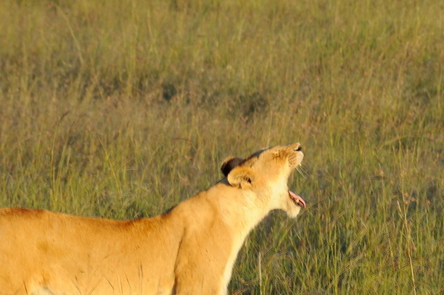 Lioness, Masai Mara