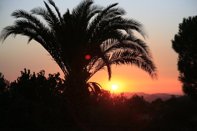 zonsondergang met palmboom