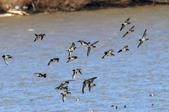 American Wigeons, March, Ohio