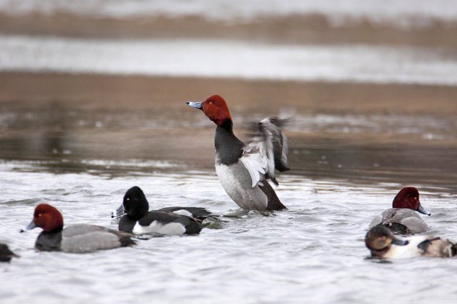 Redheads and Ring-necked Ducks, early March, South Central Ohio