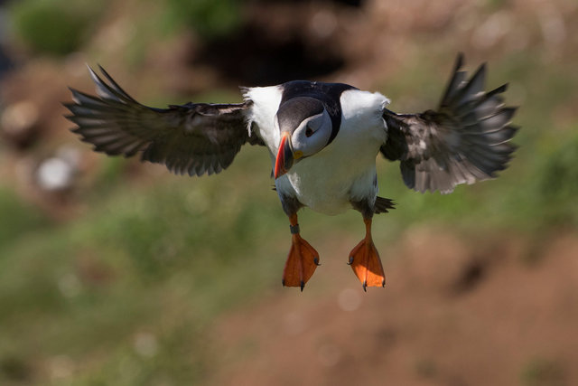 Puffin