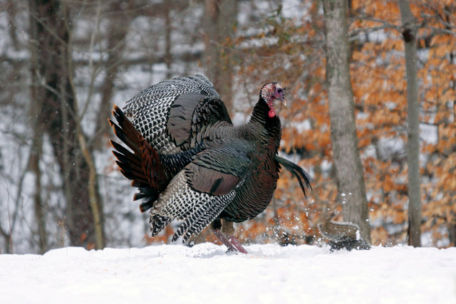 Wild Turkey and Gray Squirrel, early spring, southern Ohio