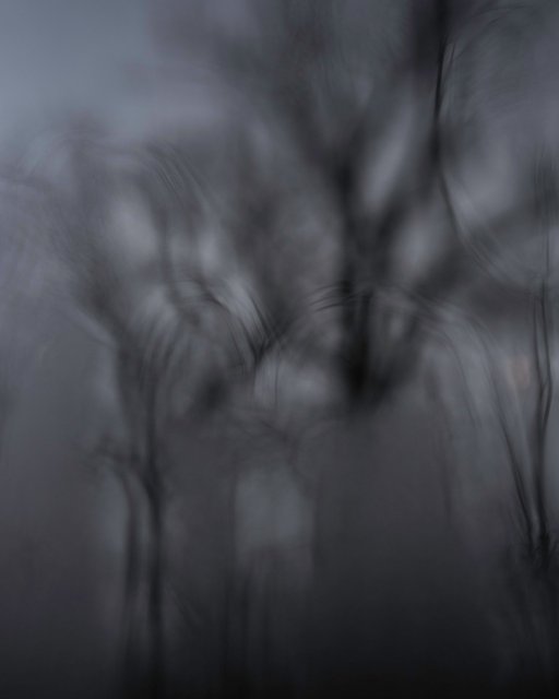 watertrees.jpg