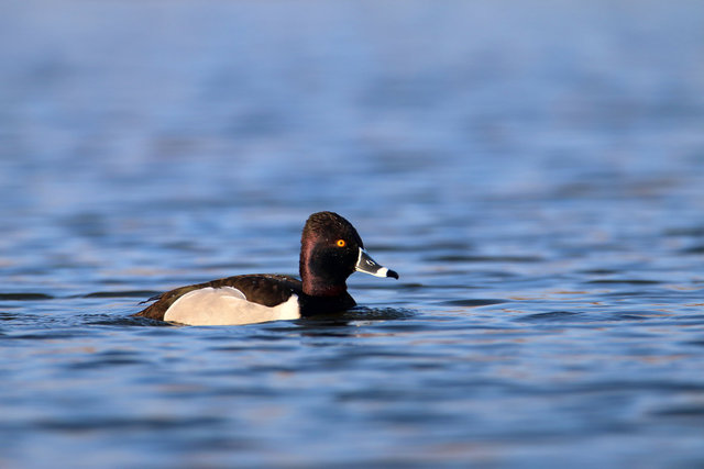 Ring-necked Duck, March, Ohio