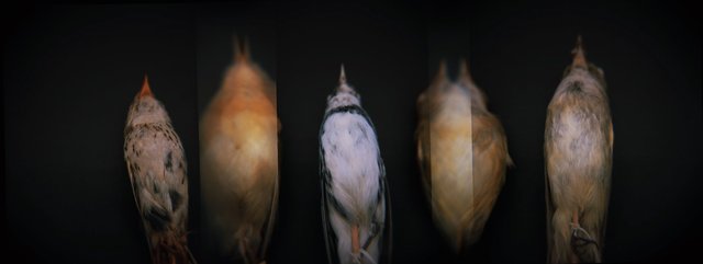 Study Skins, Holga 120N, Kodak Ektar 100, 2015