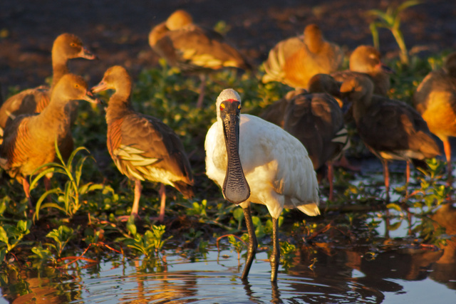 Spoonbill, wetlands