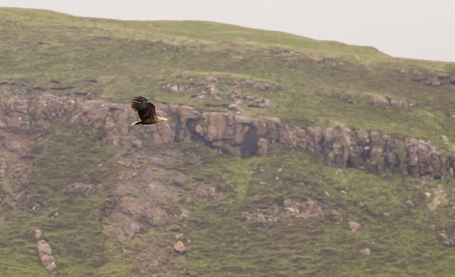 White-tailed eagle