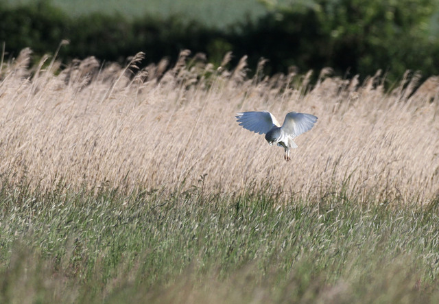 Barn Owl hovering
