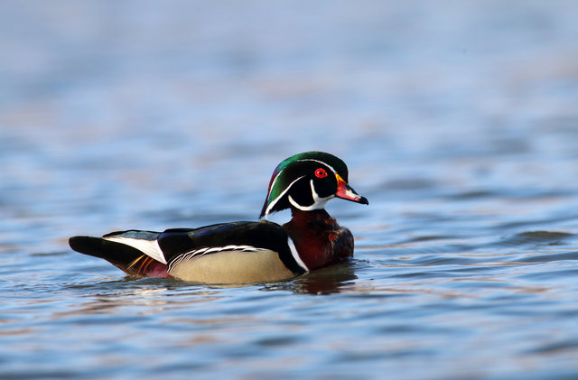 Wood Duck, March, Ohio