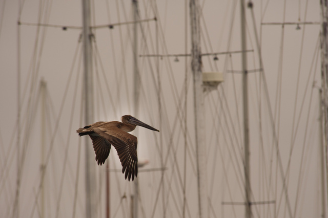 Pelican, Half Moon Bay, Califronia