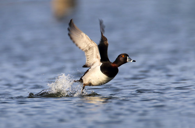 Ring-necked Duck, March, Ohio