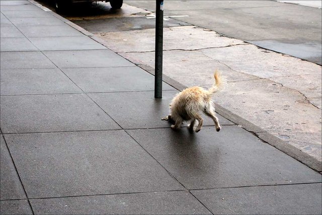 Happy Dog 1