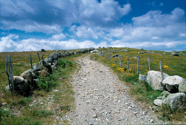 Une "draille", le chemin en Aubrac