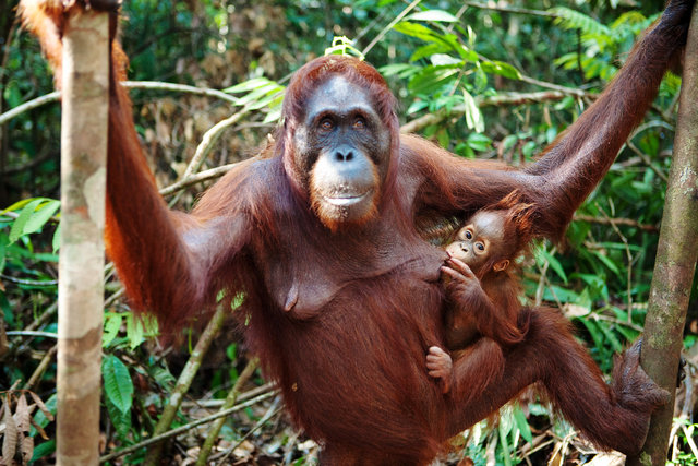Mom and Baby Orangutans V