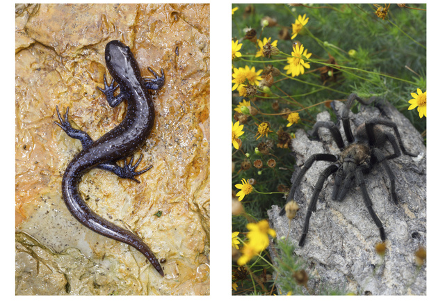 (left) Blue-spotted Salamander, OH; (right) Tarantula, TX