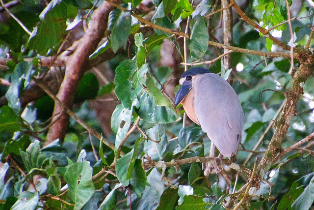Boat-Billed Heron