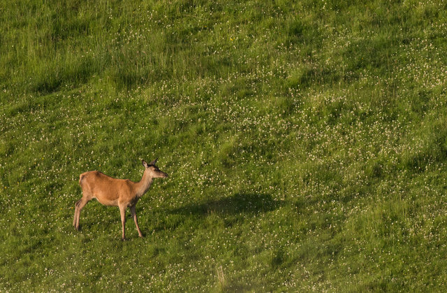 Red deer