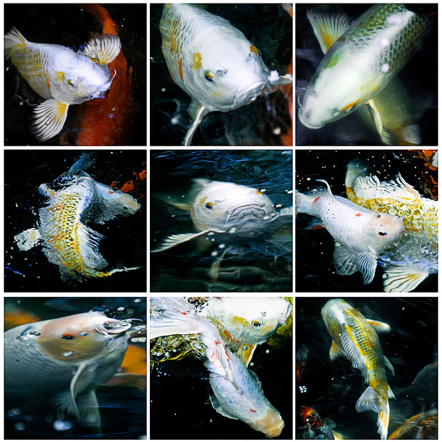 Poissons 2