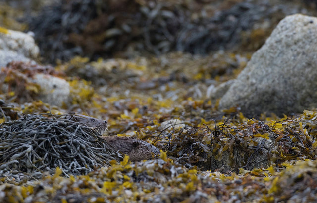 Otters
