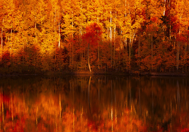 Pond Reflections