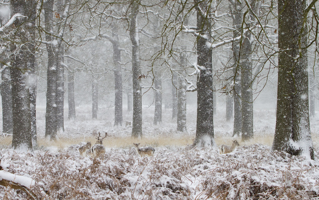 Fallow deer