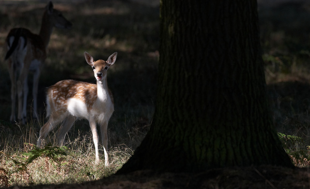 Fallow Deer Fawn