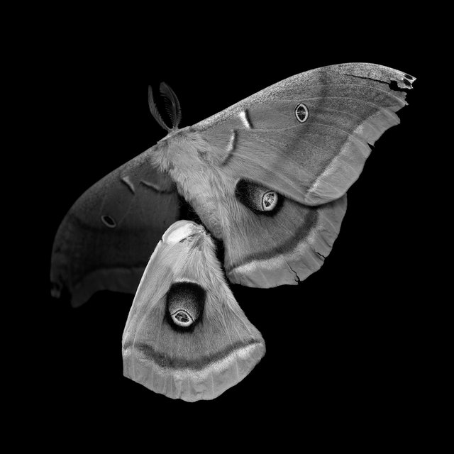 Antheraea polyphemus, 21st century