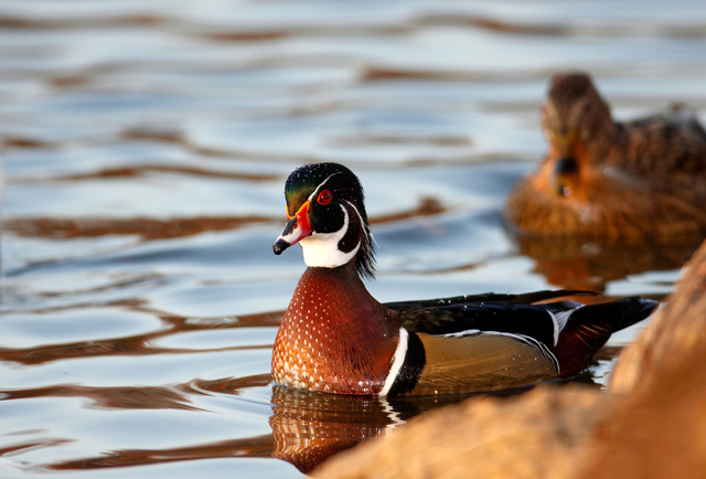 Wood Duck, Ohio