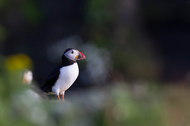 Puffin