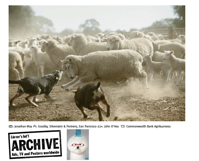 sheep.jpg