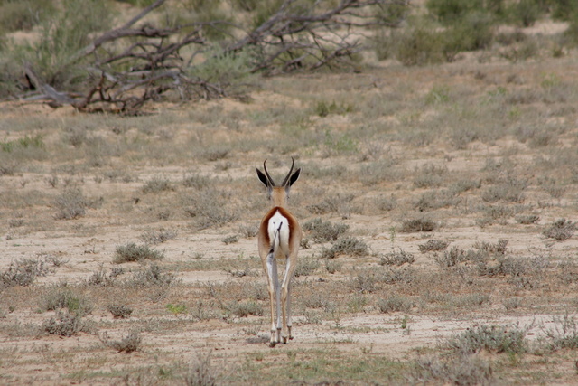 Springbok