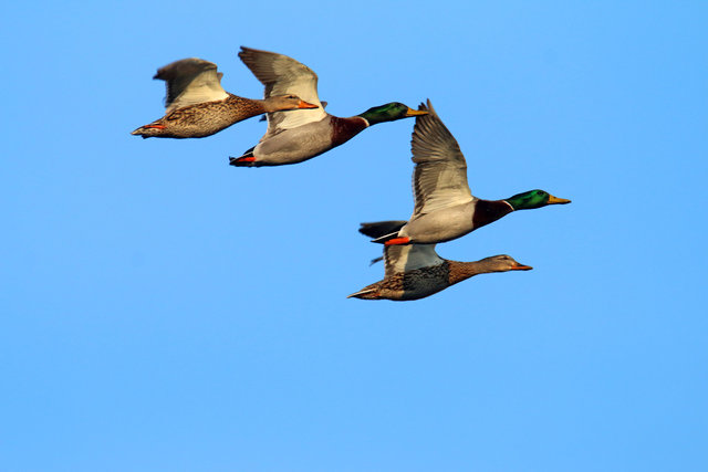 Mallards, Ohio, March