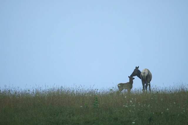 Elk