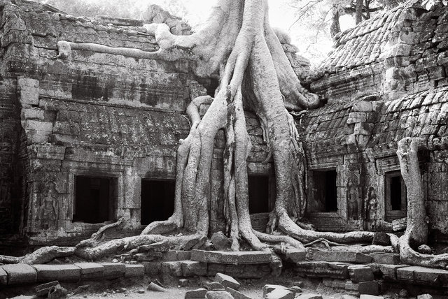 Ta Prohm III