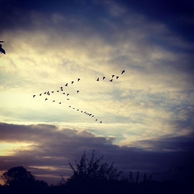 Sunset Geese