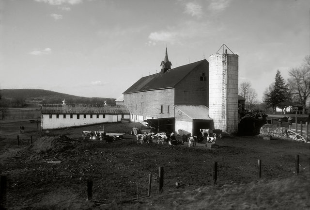 Barn With Cows,Pennsylvania