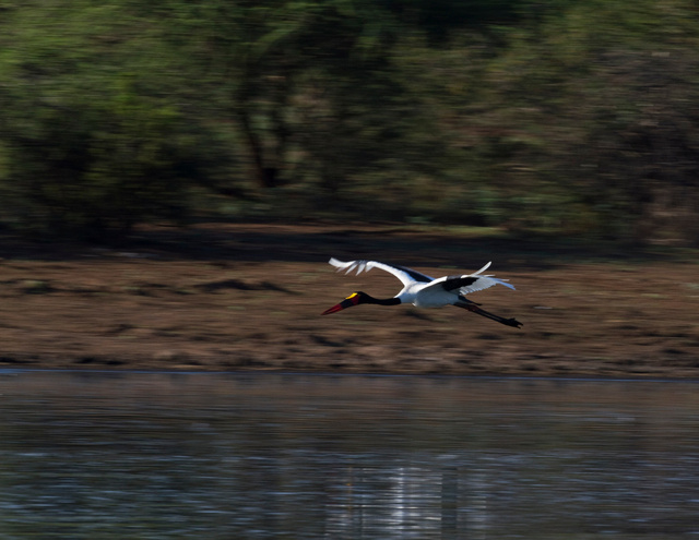 Saddle-billed Stork