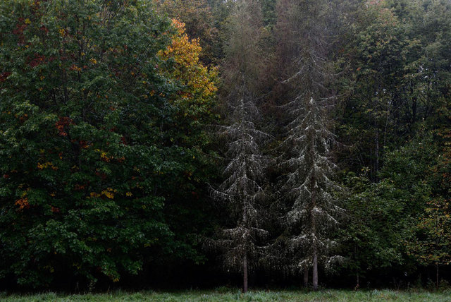 Forêt du Temple
