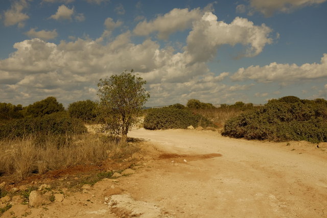 _DSF3538.JPG