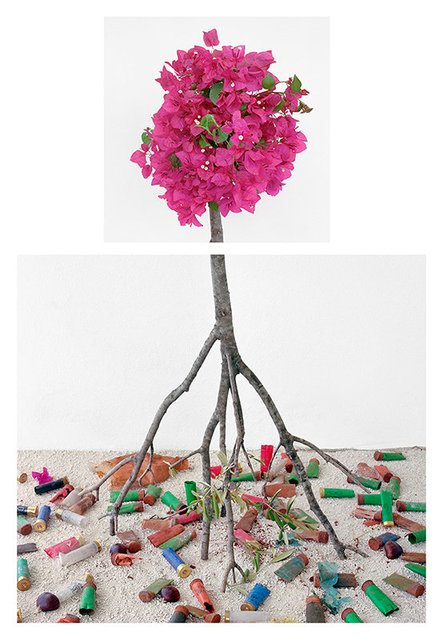 Bougainvillea & Shotgun Shells