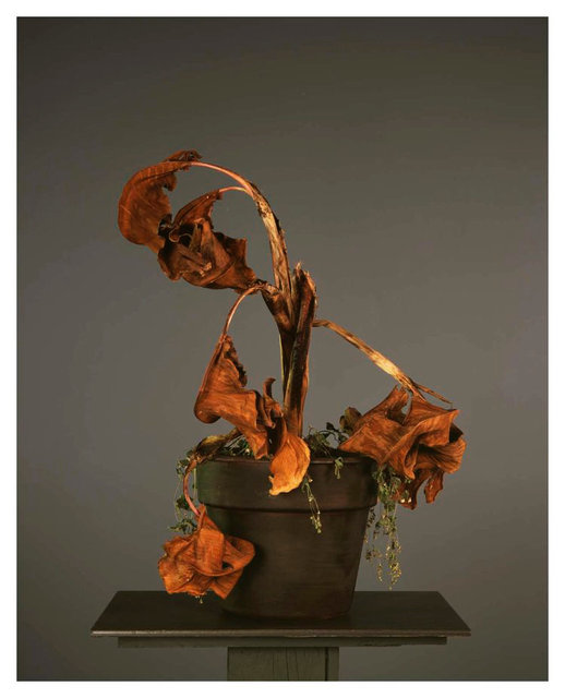Evergon (Chromogenic Curmudgeons) - Constance de Majorca