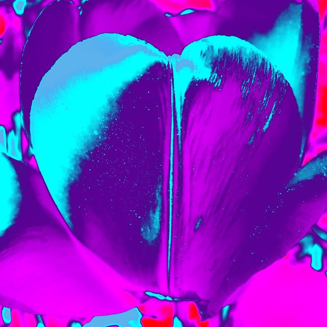 James Lahey - Tulips as My Heart in the Universe (Purple)