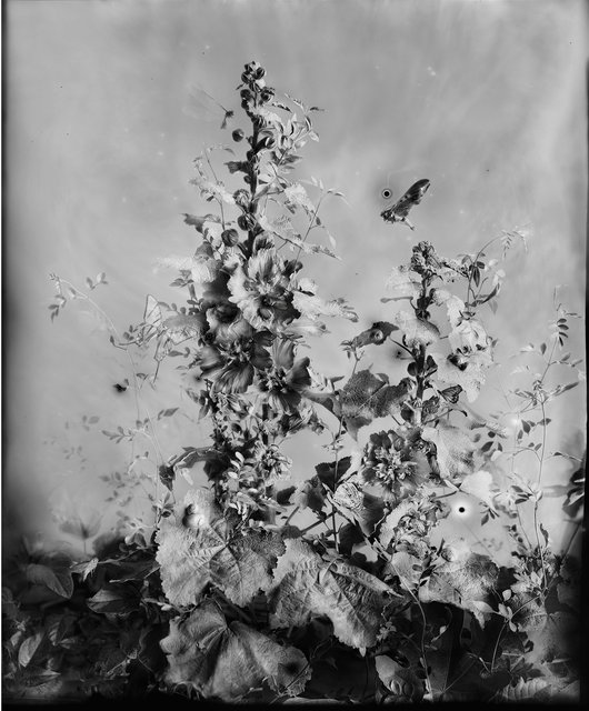 Hollyhock