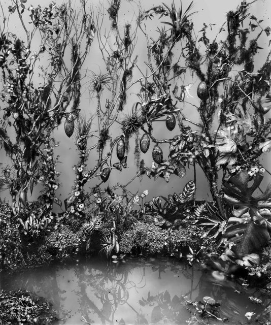 Biophilia