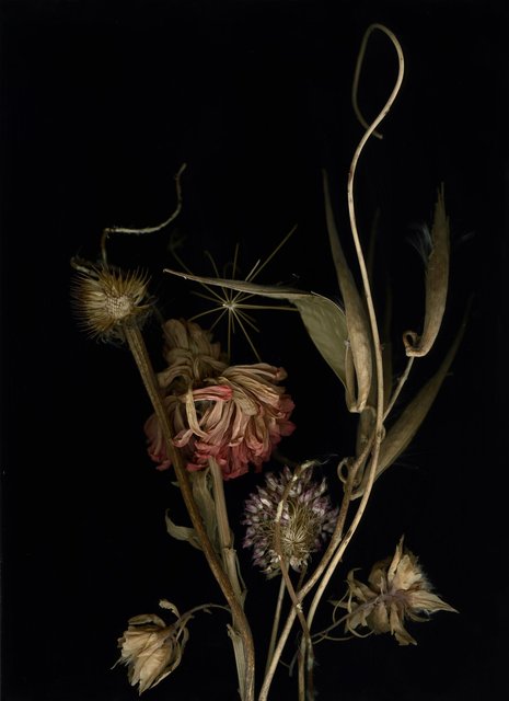 Shaelynn Tredenick - Metanoia, ed. 1 of 15