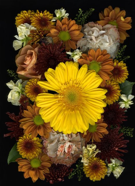 Shaelynn Tredenick - I'm not fussed, ed. 1 of 10