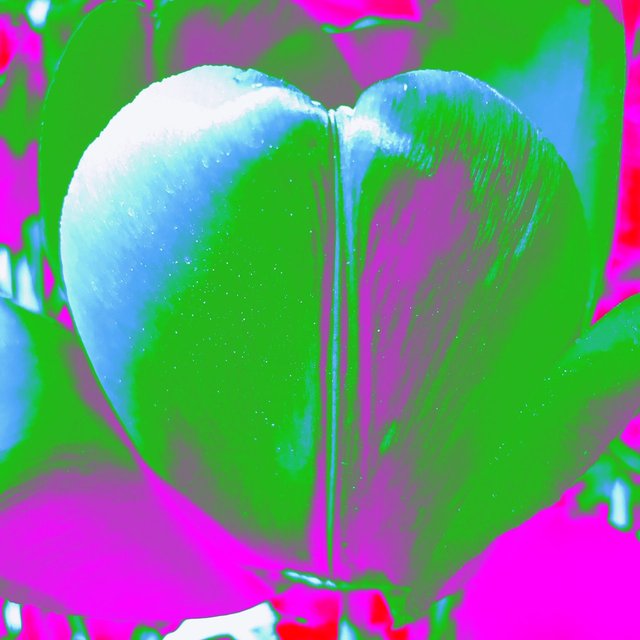 James Lahey - Tulips as My Heart in the Universe (Green)