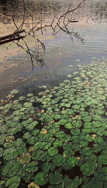 Nymphaeaceae