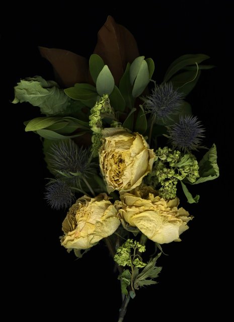 Shaelynn Tredenick - a song for the birds, ed. 1 of 10