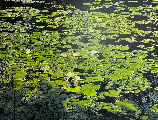Terry Brynaert - L'étang derrière chez nous